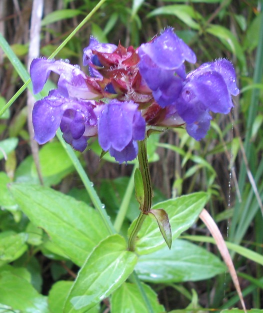 Prunella grandiflora